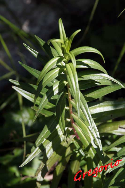 Odontites bocconii (=Odontites bocconei)/ Perlina di Boccone